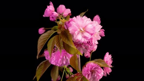 Cherry Blossom. Time Lapse of Beautiful Opening Pink Sakura Flowers Bunch.