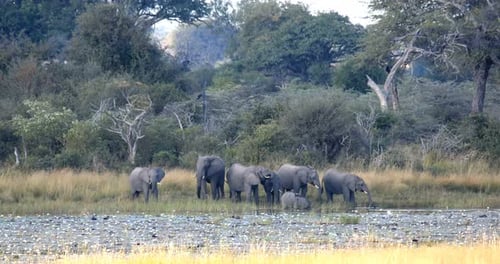African elephant, Bwabwata Namibia, Africa safari wildlife