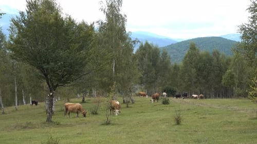 Cows Grazing Peacefully in Rural Mountain Pasture