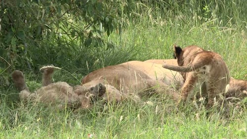 Lion (Panthera leo) cubs playing and relaxing together with full belly, Maasai Mara, Kenya.