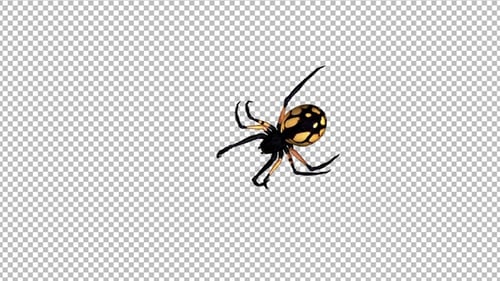 Walking Spider - Large Yelow - Alpha Channel