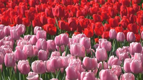 Fields of Colorful Tulips Blooming in Springtime