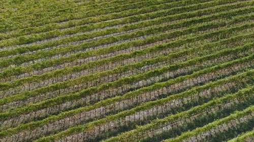 Aerial View of the Vineyards Fields