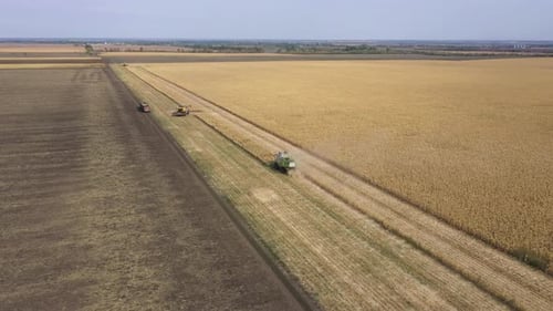Different Combine Machines Harvesting Corn In The Field 21