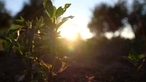 Bright Sunlight on Plants in a Rural Garden