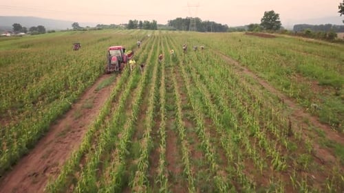 Aerial view of workers in field picking fresh corn with tractor pulling corn wagon nearby.