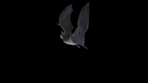 Bat Flying Loop Full Hd