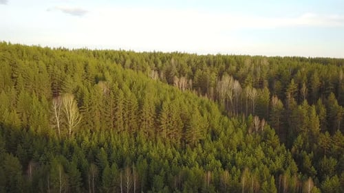 Forest Nature