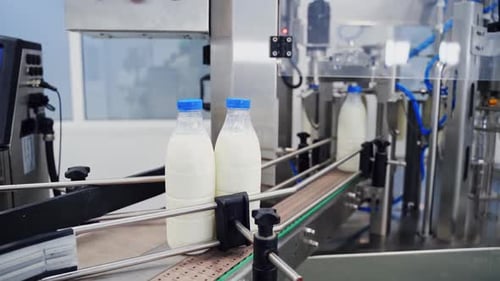 Milk bottles on conveyor belt
