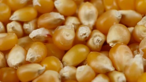 Grains de maïs. Grains de maïs. Rotatif. Gros plan