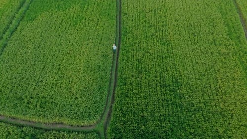 Aerial Shot of a Farmer Walking Through a Beautiful Rice Field. Travel To Bali Concept