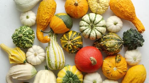 Colorful Various Kinds Mini Pumpkins on White Background Top View Flat Lay