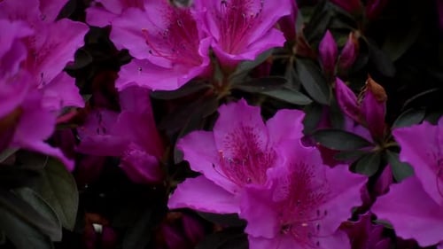Bumblebee in Flowers