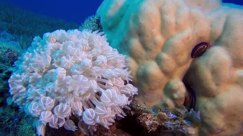 Underwater Scene with White Coral and Marine Life