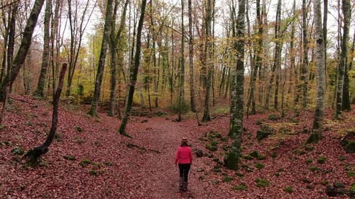Hiker Woman Walking Through the Forest in Autumn
