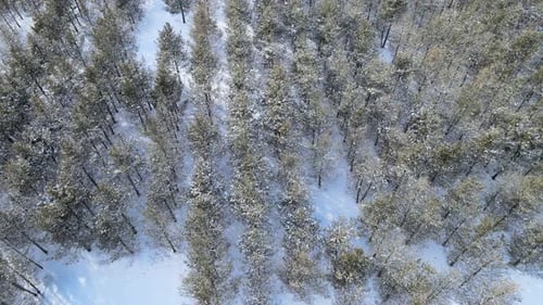 aerial view of snowy trees
