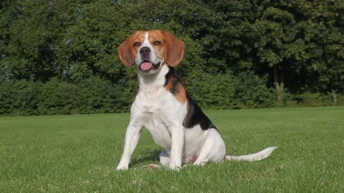 Beagle Dog Sitting and Running on Lawn