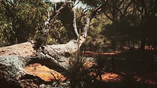 Fallen Tree Trunk in a Dry Australian Forest Landscape