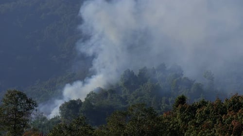 Forest Fire