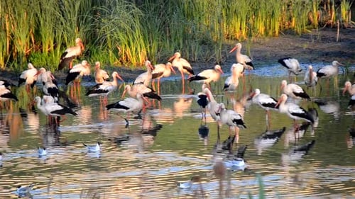 Many Birds Storks and Seagulls on the Shore of the Lake Near the Green Reeds