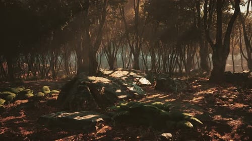 Deep Tropical Jungle in Darkness