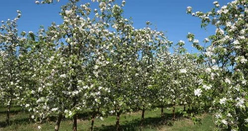 apple trees blooming during the spring season, Occitanie, southern France