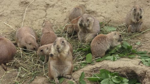 Prairie Dogs Munching on Greenery