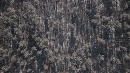 Top Down Aerial View of the Young Forest in Snow Covered Field at Sunny Winter Day
