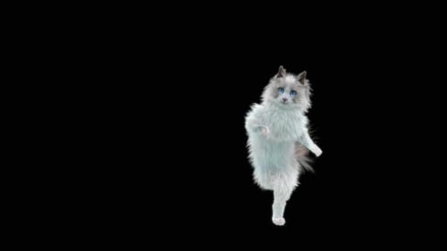 Katze Capoeira HD