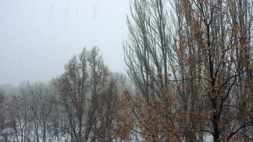 Hard Snow And Winter Trees