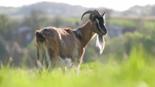 Hausmilchziege mit langem Bart und Hörnern, die am Sommertag auf der grünen Farmweide weidet