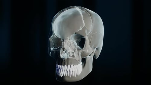 3D Human Skull and Teeth Anatomy with Glowing Tooth Animation