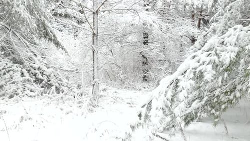 Nadelbäume im schneebedeckten Wald während der Wintersaison im Osten Kanadas. - Handaufnahme