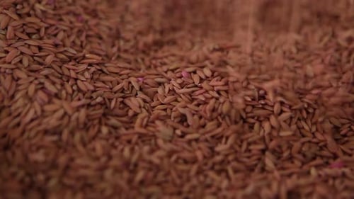 Brown Seeds Falling, Close Up Agriculture