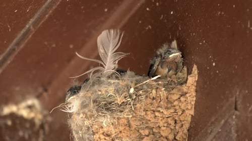 Mother Swallow Feeds Young Birds in Nest