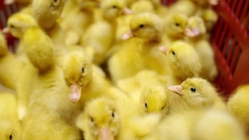 Animal Husbandry, Breeding of Ducklings. Poultry Farm with Ducklings