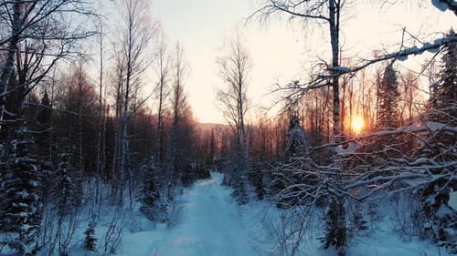 Rural Road Across Picturesque Winter Wood with Snowy Trees