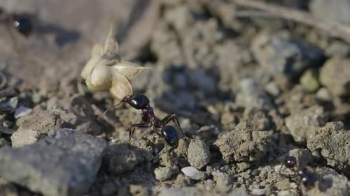 Ants