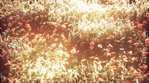 Wild Field Flowers at Summer Sunset