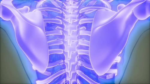 Glowing Human Spine Anatomy 3D Medical Scan Animation