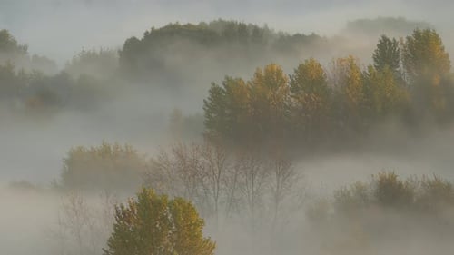 morning fog over the autumn forest