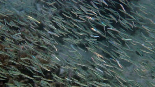 Silversides Fish Swimming Among Coral Reefs
