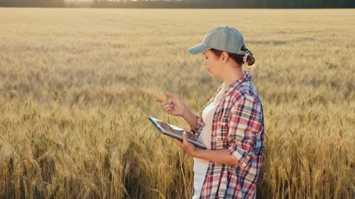 Young Caucasian Woman Using Tablet Computer in Field
