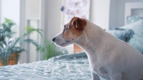 Adorable chien domestique Jack Russell assis sur un lit propre dans une belle chambre moderne à la maison