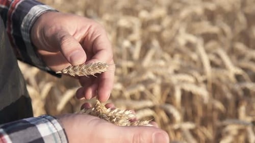 The farmer holds golden ears of wheat in his hand in a wheat field, harvest time.
