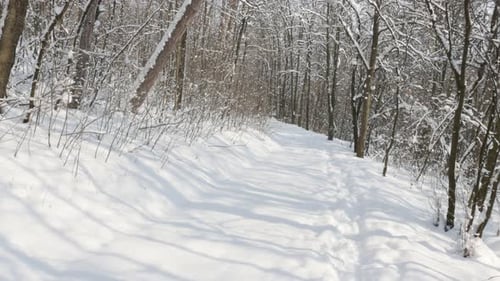 Dreamy scenery with lot of snow 3840X2160 UHD video - Frozen path leads through the forest 4K 2160p