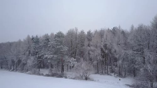 Über den Winterwald fliegen