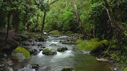 Aerial Drone View of River in Costa Rica Rainforest Scenery, Beautiful Nature with Water Flowing Thr