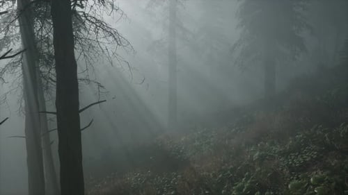 Coniferous Forest Backlit By the Fising Sun on a Misty