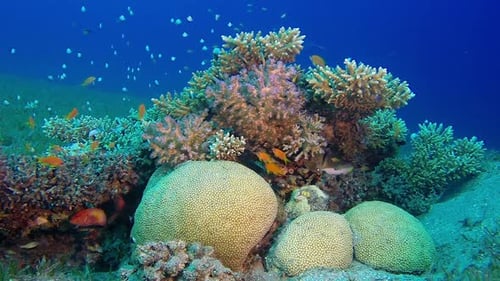 Underwater Sea Coral Reef
